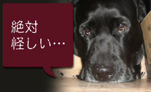みんな小っちゃくてかわいいマロにだけ、こっそりとおやつをやってるに違いない!!絶対怪しい…
